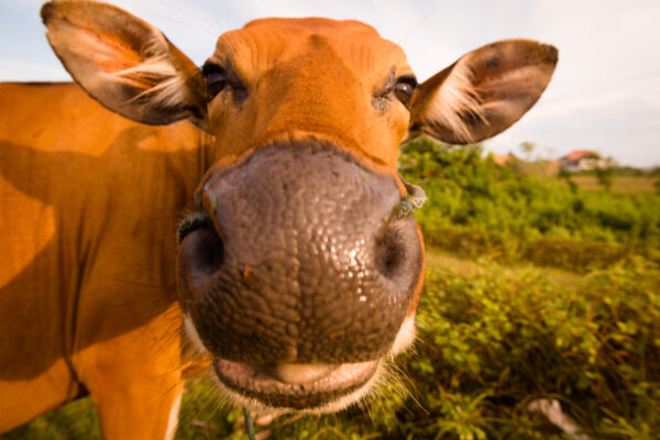 Fazendeiros da Nova Zelândia reprovam imposto sobre o gás metano produzido pelo gado