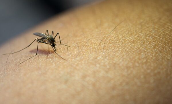 Primeiro voluntário do estudo sobre eficácia de imunizante contra a dengue é vacinado em Pelotas