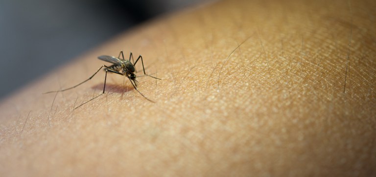 Hospital de Pelotas busca voluntários para estudo de vacina contra a dengue