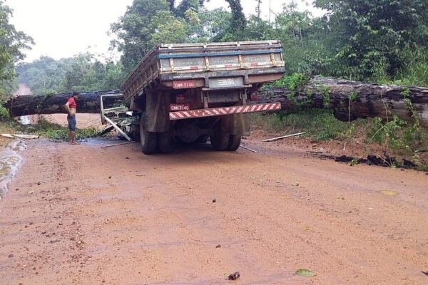 Homem sobrevive a queda de árvore gigante sobre caminhão na Amazônia