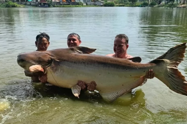 Turista pesca bagre gigante de quase 200 kg na Tailândia