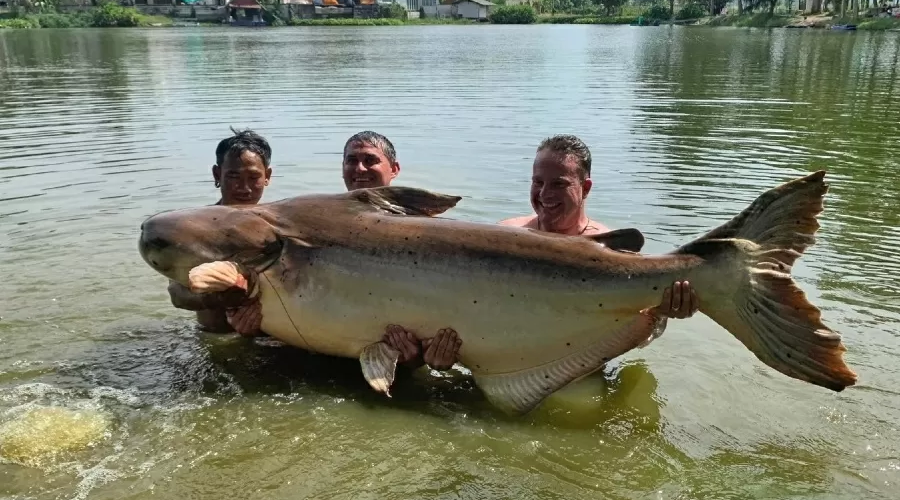 Um britânico fiscou um bagre-gigante de quase 200kg em um lago na Tailândia. Peixe não é o maior já pescado na região