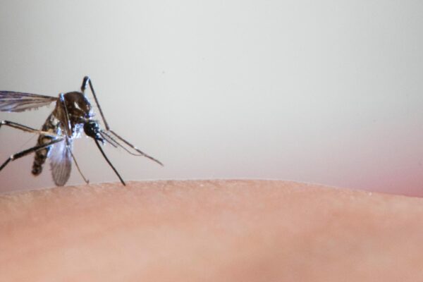 Hospital da PUCRS busca voluntários pra testes da vacina contra a dengue