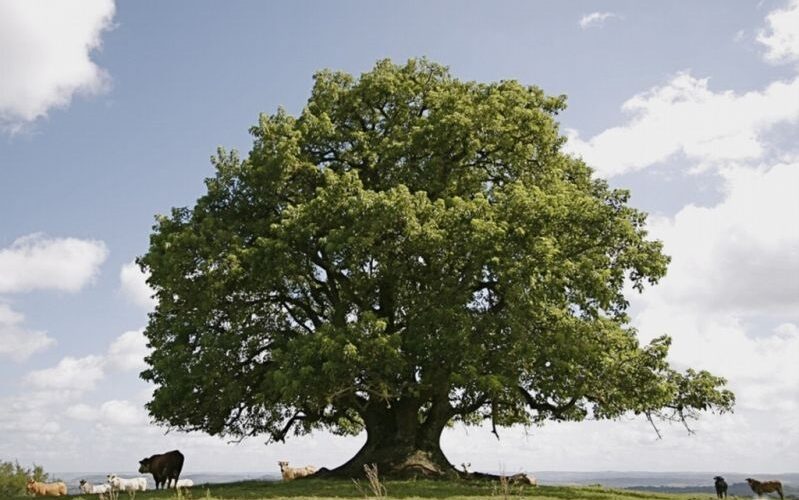 O Umbu é uma árvore grande e folhuda que cresce no pampa gaúcho.