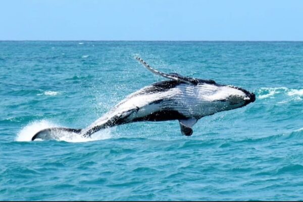 População de baleias jubarte aumenta e fica perto da quantidade existente há 200 anos no Brasil