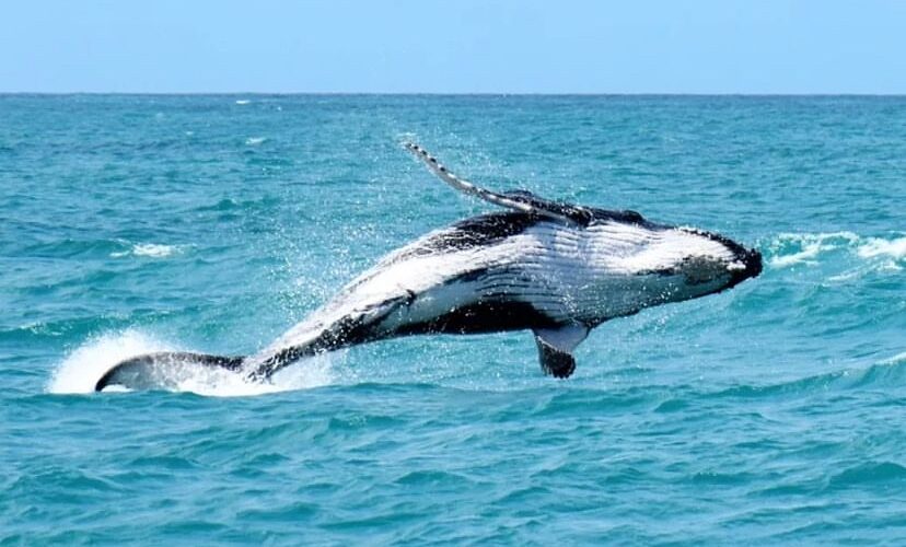 População de baleias jubarte aumenta e fica perto do registrado há 200 anos no Brasil