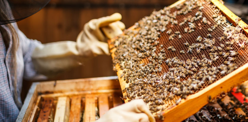 Cidades da Serra investigam morte de milhões de abelhas por uso irregular de inseticidas