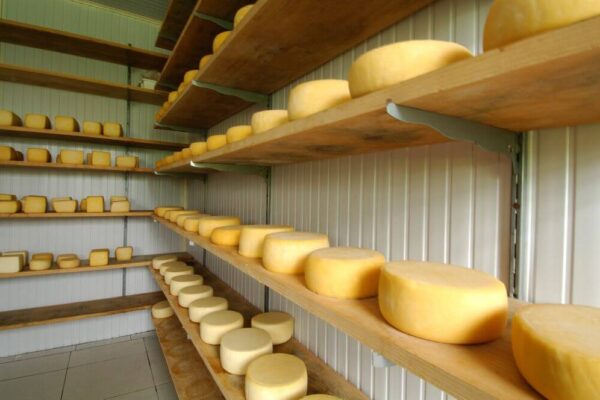 Primeira edição de concurso de queijos artesanais será realizado em Caxias do Sul