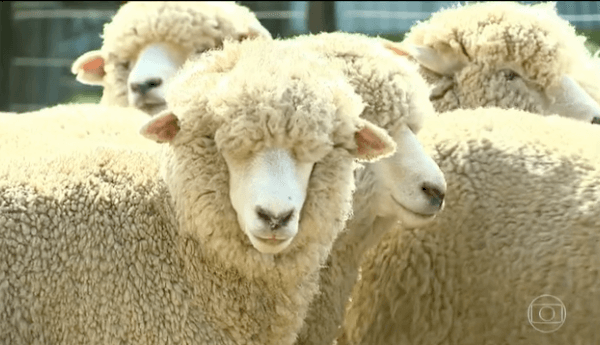 Uruguaio tosquia ovelha em 20 segundos e vence concurso em Quaraí