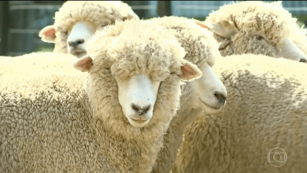 Uruguaio tosquia ovelha em 20 segundos e vence concurso em Quaraí
