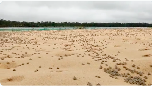 Vídeo: maior concentração de tartarugas de água doce do mundo é documentada no Brasil