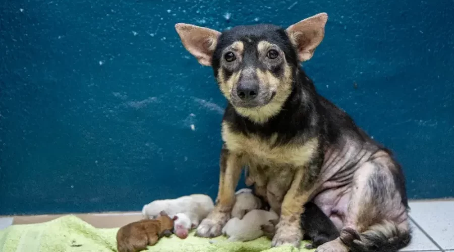 Cadela e seis filhotes são resgatados de tubulação de esgoto em Porto Alegre