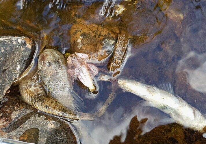 Prefeitura de Venâncio Aires constatou a morte de peixes no dia 3 de janeiro. Produtor rural limpou chiqueiro e despejou resíduos no arroio