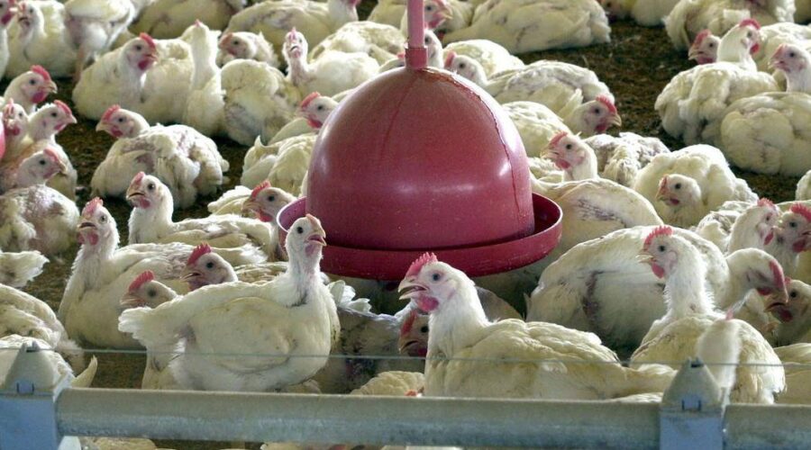 17 mil frangos morrem de calor durante queda de energia em aviário de Santa Cruz do Sul