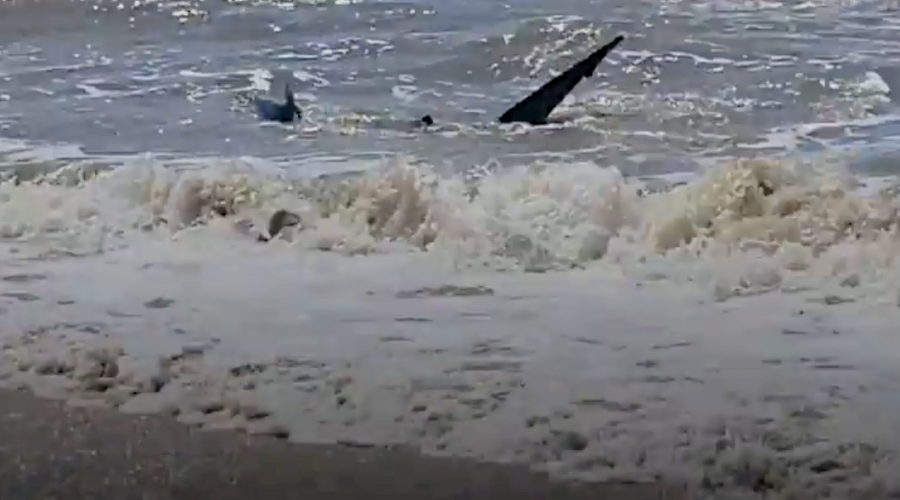 Tubarão-raposa foi avistado em uma praia de Capão da Canoa na manhã desta quarta-feira. Animal chegou próximo da faixa de areia