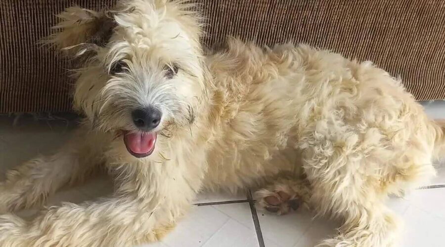 Já está com nova tutura, a cachorra que foi encontrada em sofá usado em Joinville