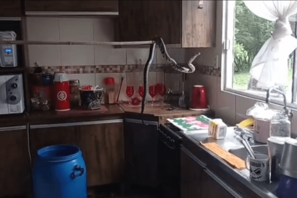 Vídeo: cobra caninana é encontrada na pia de cozinha em Osório