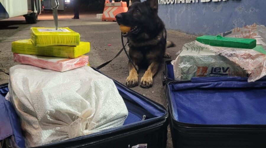 Jovem transportava cinco quilos de cocaína e 36 quilos de maconha em sua bagagem, que foi encontrada pelo cão farejador da PRF
