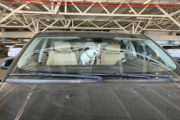 Homem é detido após deixar cachorro dentro veículo para assistir a jogo de futebol