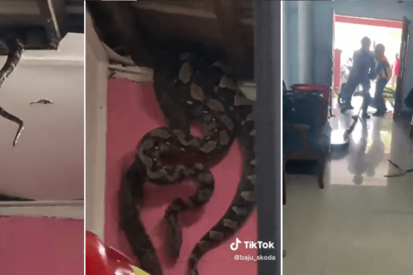 Vídeo: Serpentes píton caem do forro de uma casa na Malásia