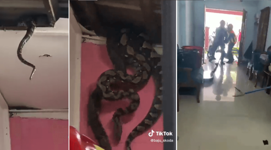 Duas serpentes píton foram retiradas de teto de casa na Malásia, nesta segunda-feira (13). Os animais estavam acasalando e mediam 5 metros
