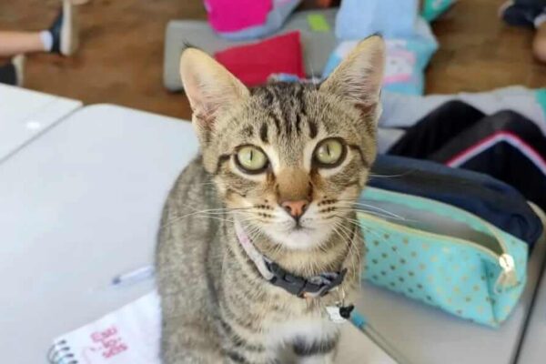 Conheça Orestes, o “gato pedagógico” que atua em escola de São Chico, na Serra