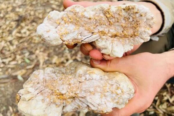 Garimpeiro amador encontra pepita de ouro gigante na Austrália