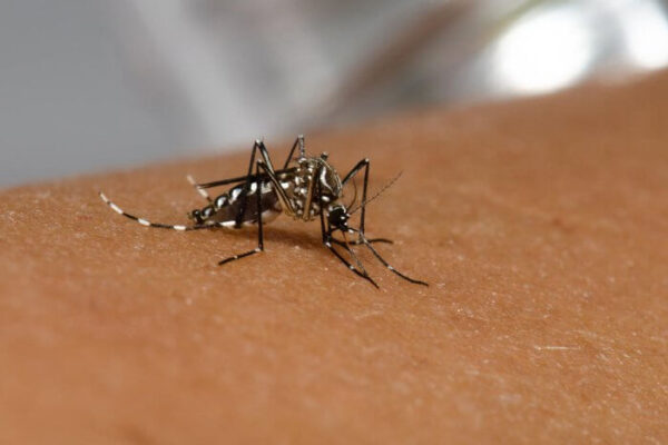 Brasil registra mais de 500 mil casos de dengue em 2024