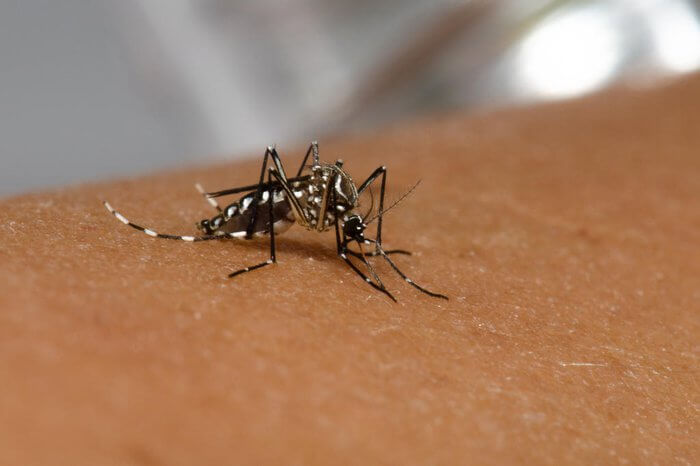 Encantado concentra 38% dos casos de dengue no RS em 2023