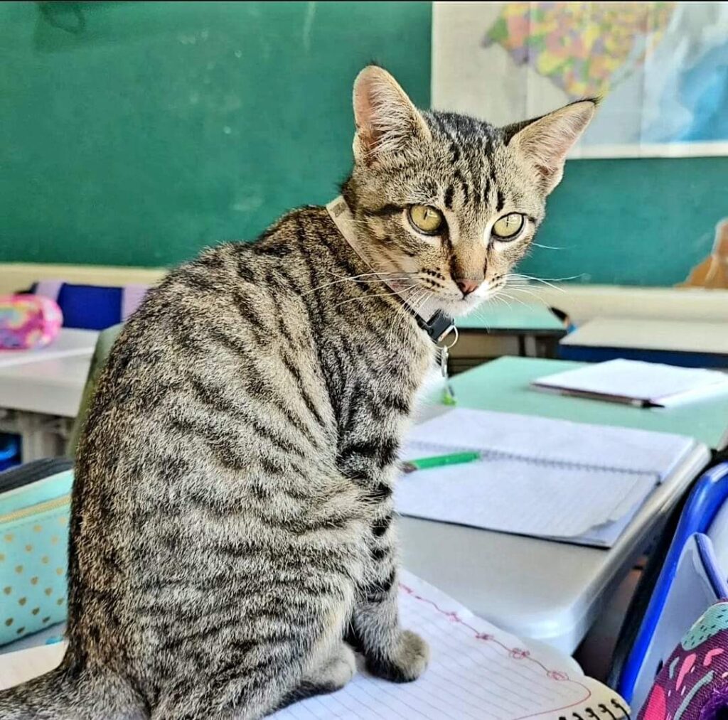 Conheça Orestes, o "gato pedagógico" que atua em escola de São Chico, na Serra 