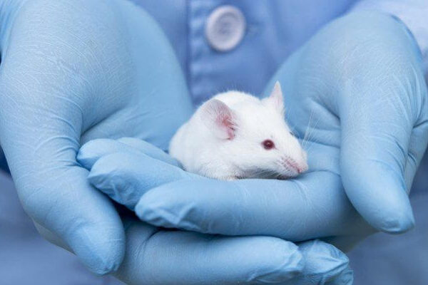 Governo proíbe testes com animais em pesquisas de cosméticos