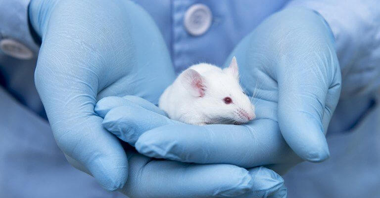 Governo proíbe testes com animais em pesquisas de cosméticos