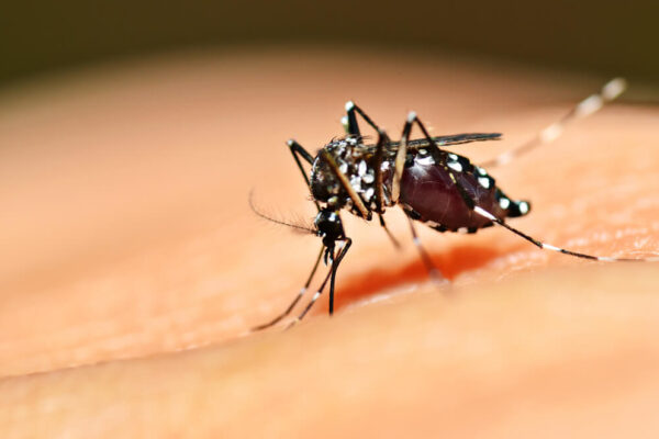 Anvisa aprova primeira vacina contra a dengue de uso amplo na população