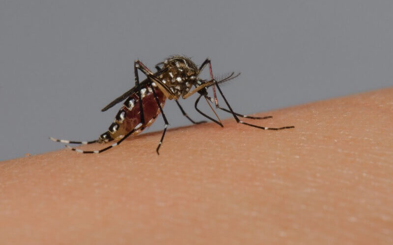 Dengue: RS registra 23 mortes em 2023 e quase 13 mil casos confirmados; veja sintomas
