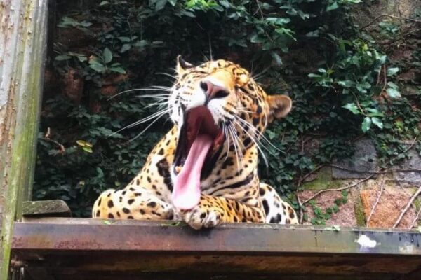 Zoológico de Sapucaia abre no feriado, com ingresso especial, para comemorar 61 anos