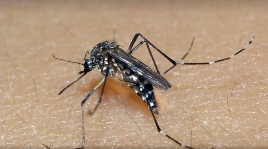 Dengue: RS contabiliza quase 4 mil casos confirmados e duas mortes em 2023