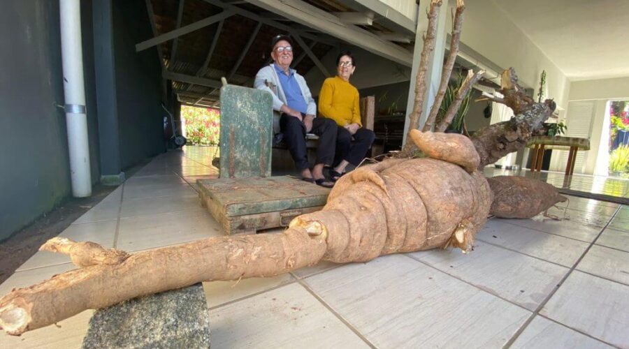 Pé de aipim gigante foi colhido em Pomerode, Santa Catarina. A planta foi retirada em 19 de abril, pesando 112 quilos e medindo 2,3 metros