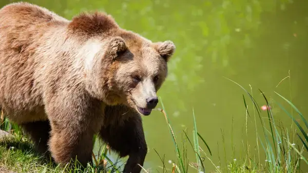 Vida de ursa que matou corredor vira debate entre o governo e a Justiça na Itália