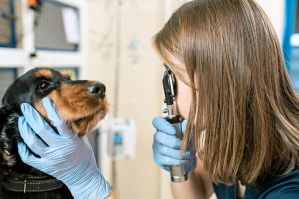 Campanha oferece atendimento oftalmológico gratuito para cães em Passo Fundo