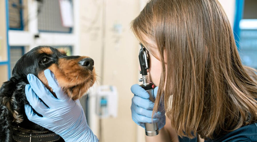 Para conscientizar tutores sobre cuidados com visão dos cãezinhos, ocorre em Passo Fundo o atendimento oftalmológico gratuito para cães