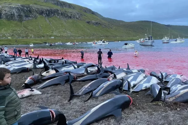 Mais de 500 baleias e golfinhos são mortos nas Ilhas Faroe; veja vídeos