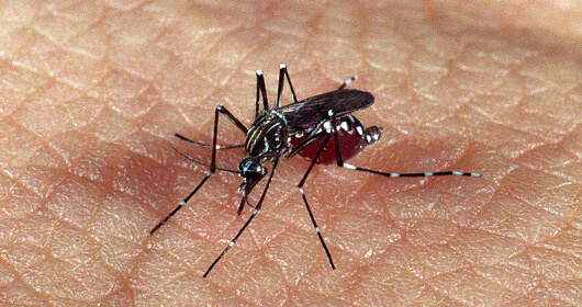 RS confirma terceira morte por dengue em 2024