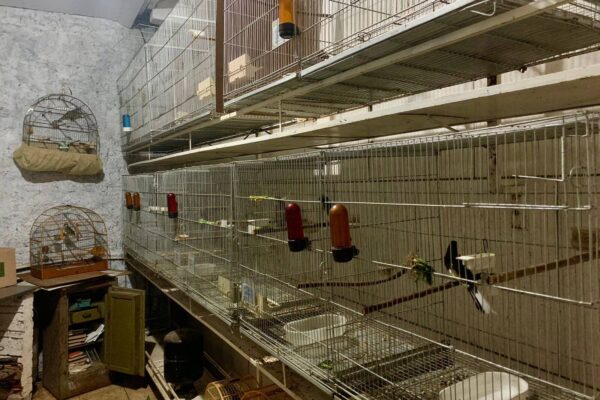 Polícia deflagra operação contra o comércio ilegal de aves silvestres na Região Metropolitana