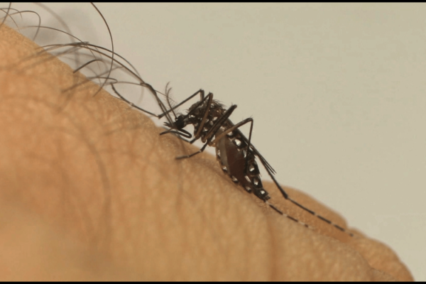 Em três meses, Rio Grande do Sul ultrapassa casos de dengue do ano passado
