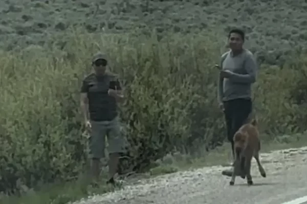 Autoridades dos EUA procuram homens que tocaram em bisões