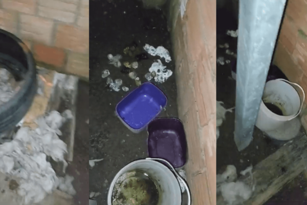 Polícia resgata cães usados para reprodução que viviam em condições insalubres em PoA