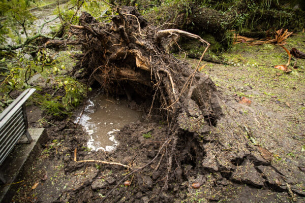 Homem morre ao tentar remover árvore que caiu por conta do ciclone em Pelotas