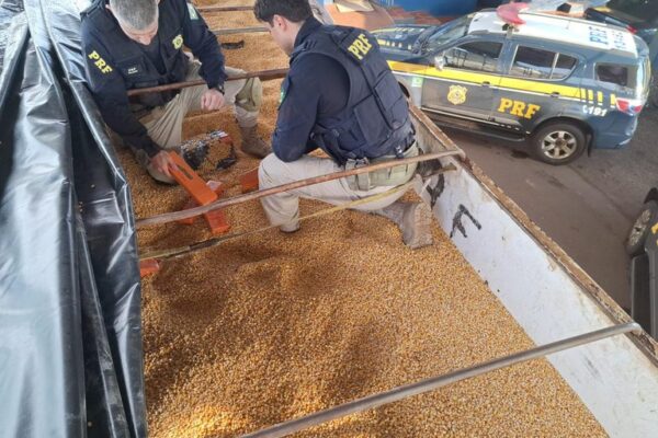 PRF flagra carreta com uma tonelada de maconha oculta entre carga de milho em Seberi