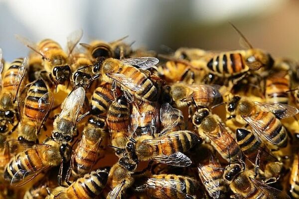 Homem morre após ataque de abelhas africanas no interior do RS