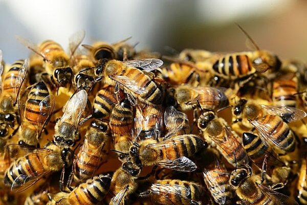 Grupo de pessoas é atacado por abelhas em Catuípe, no Noroeste do estado